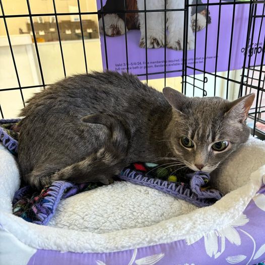 Emma, an adoptable Domestic Short Hair, Tabby in Omaha, NE, 68164 | Photo Image 4
