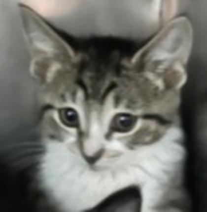 Imak, Adoptable, Kitten Female Domestic Short Hair & Domestic Short Hair.