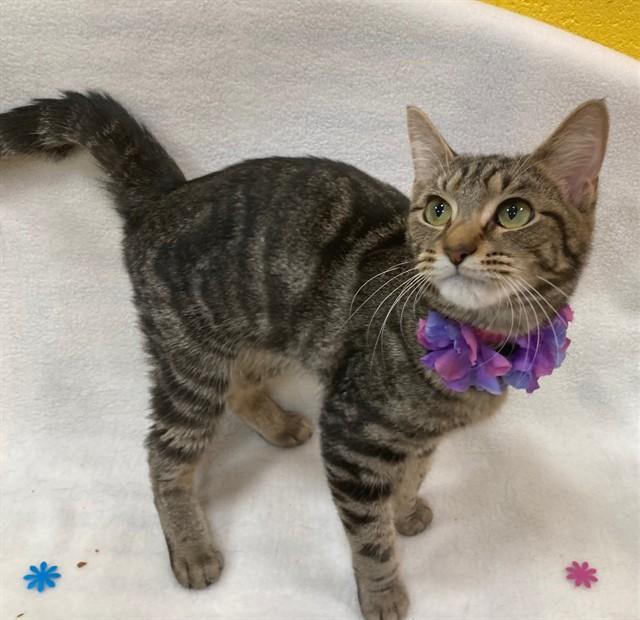 Enlarge BERGEN, a Adoptable Domestic Short Hair in Upper Marlboro, MD image 1/1