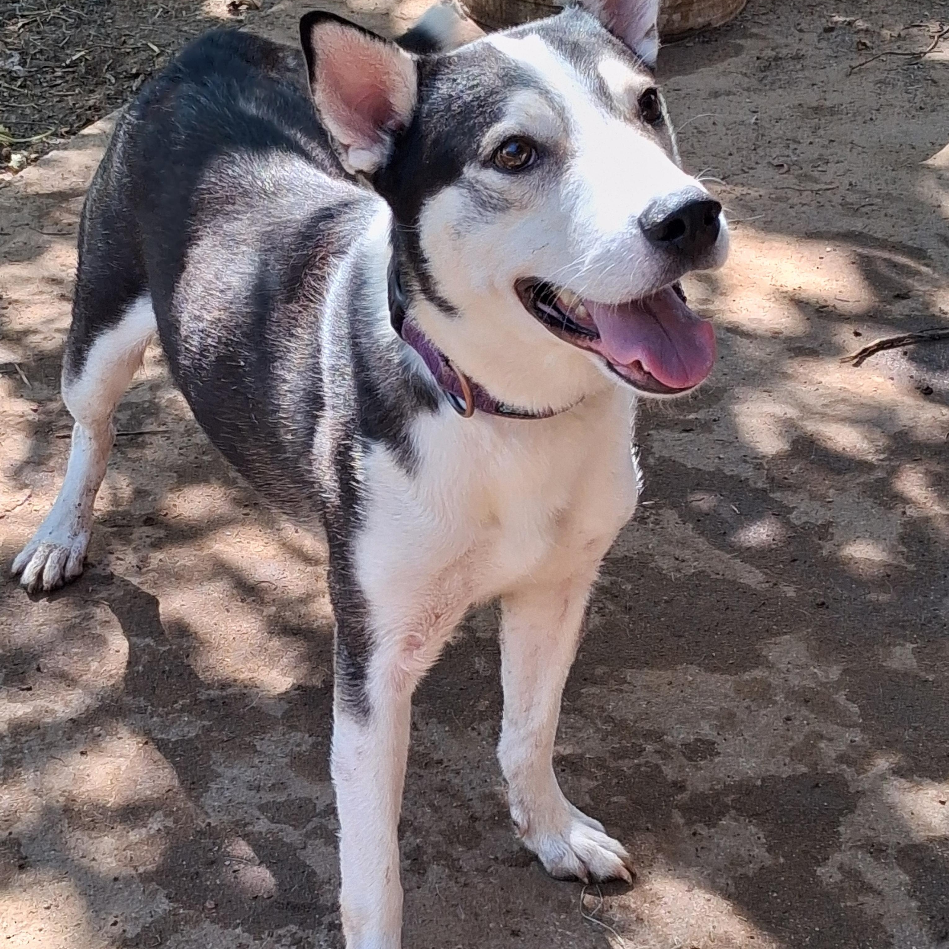 Grandpa, Adoptable, Young Male Husky.