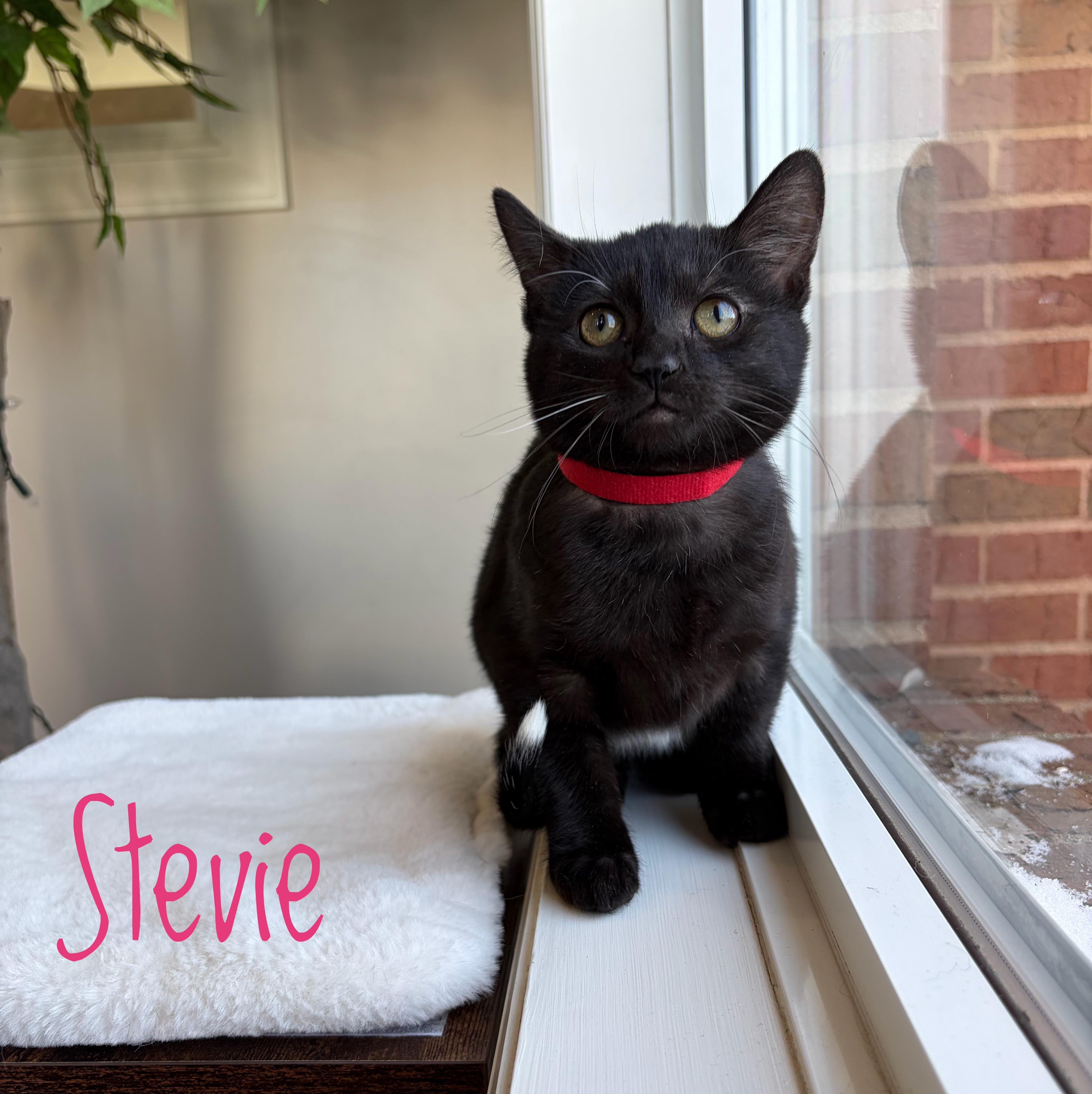 Stevie , Adoptable, Kitten Female Domestic Short Hair.