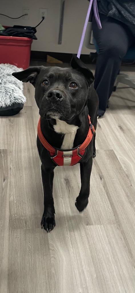 Enlarge Ramsay, a Adoptable Mixed Breed in Clarksville, TN image 1/2