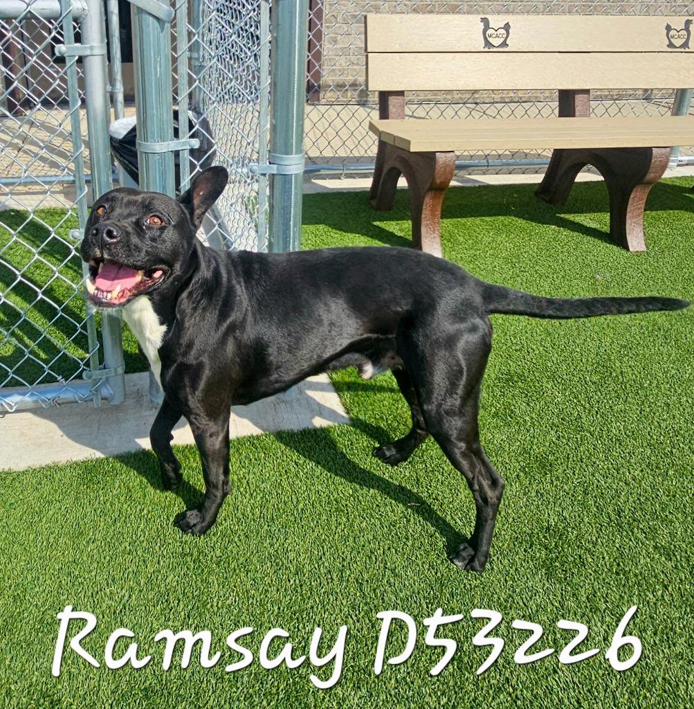 Enlarge Ramsay, a Adoptable Mixed Breed in Clarksville, TN image 2/2