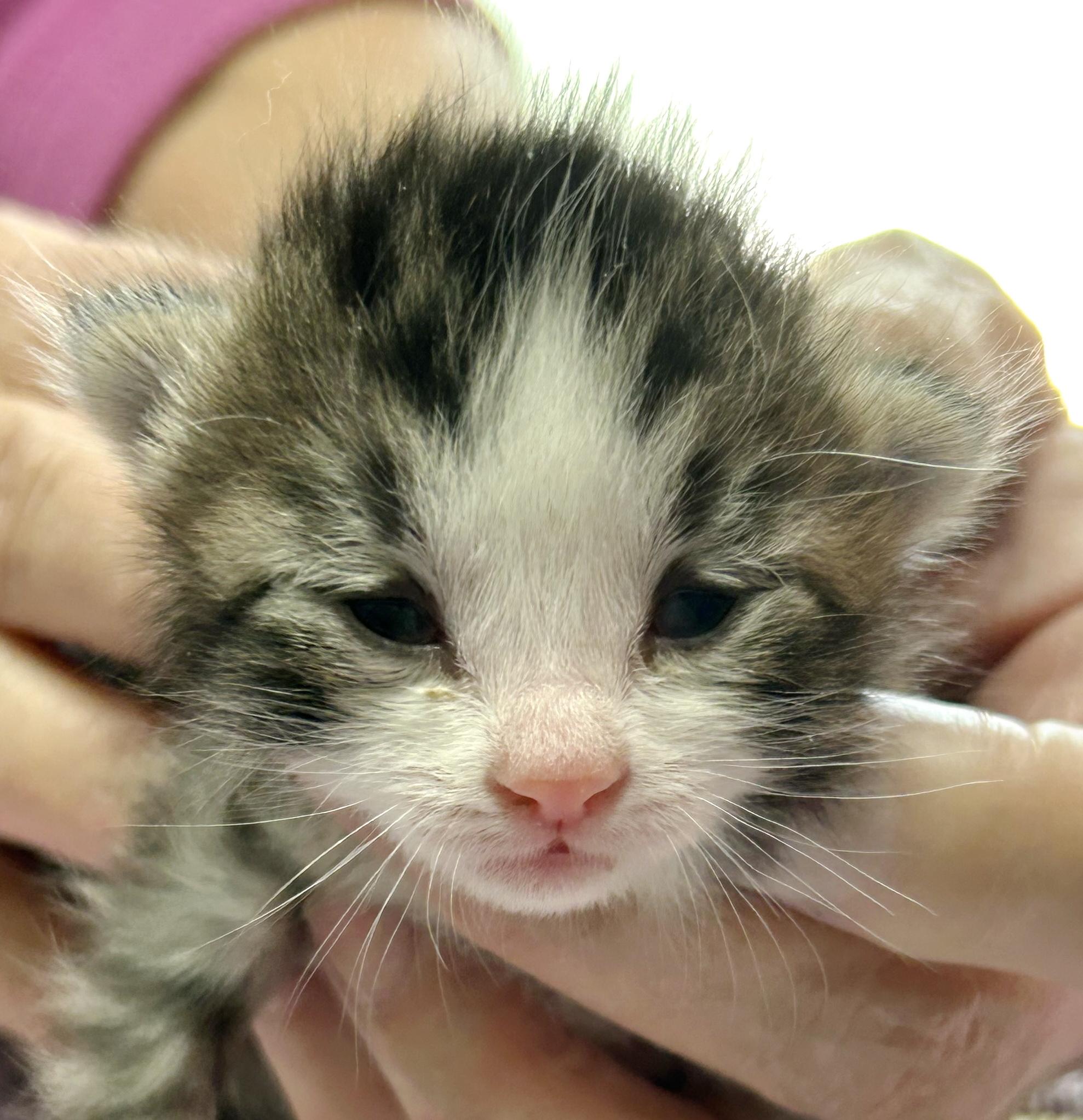 Bunny, an adopted mixed breed in Bulverde, TX image 2/5