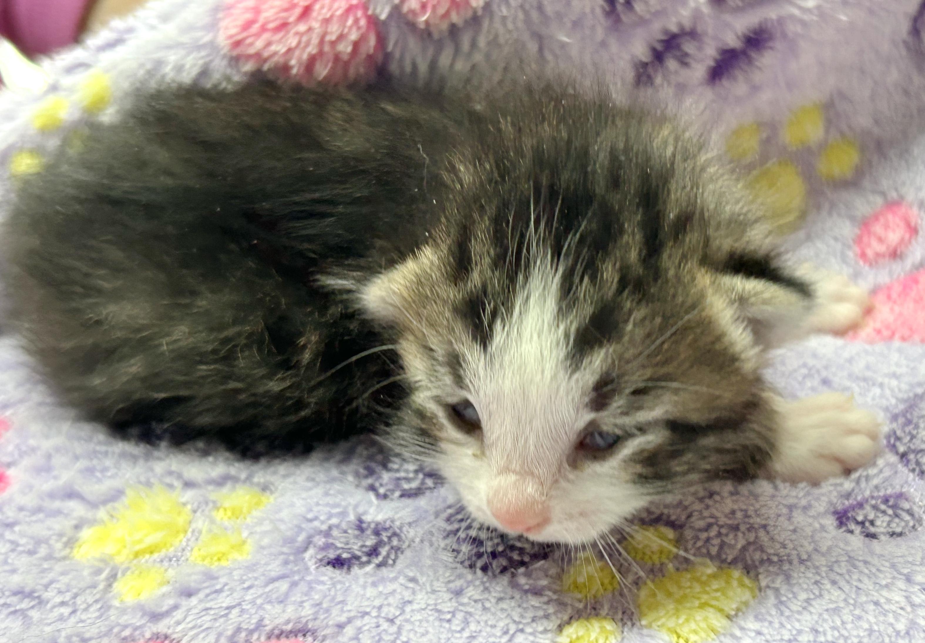Bunny, an adopted mixed breed in Bulverde, TX image 3/5
