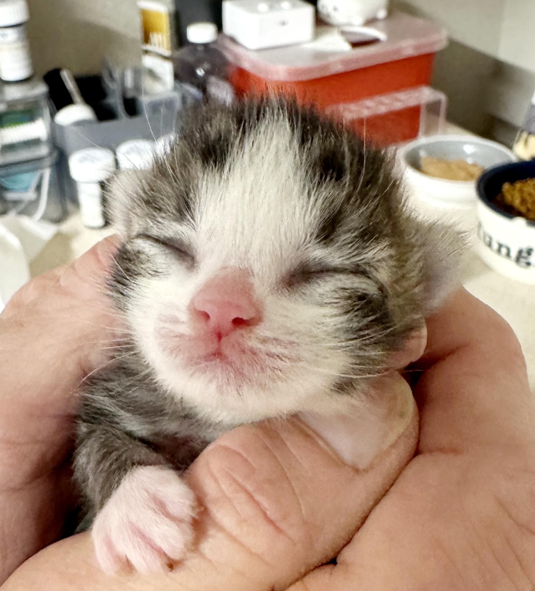 Bunny, an adopted mixed breed in Bulverde, TX image 5/5