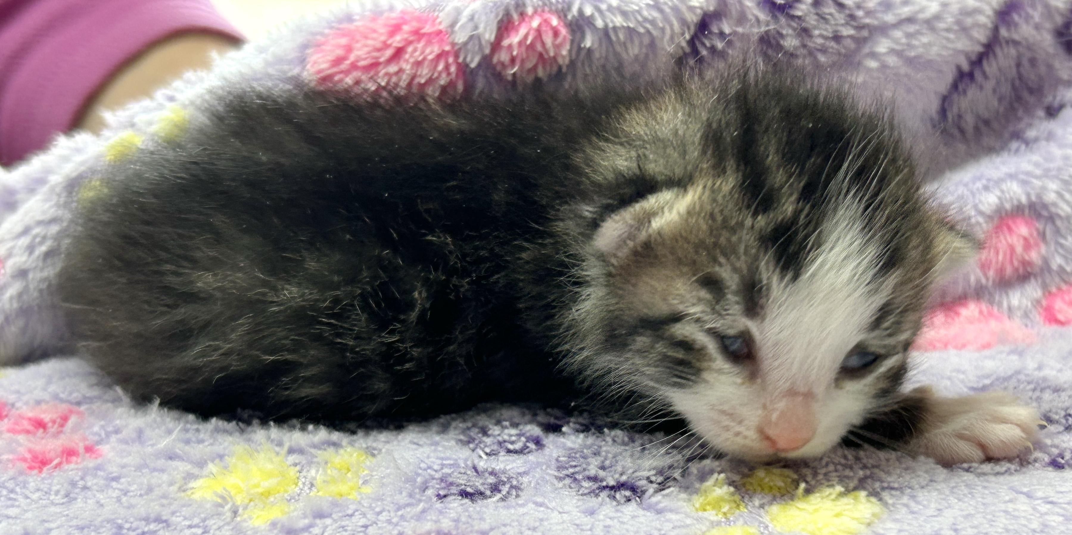 Bunny, an adopted mixed breed in Bulverde, TX image 4/5