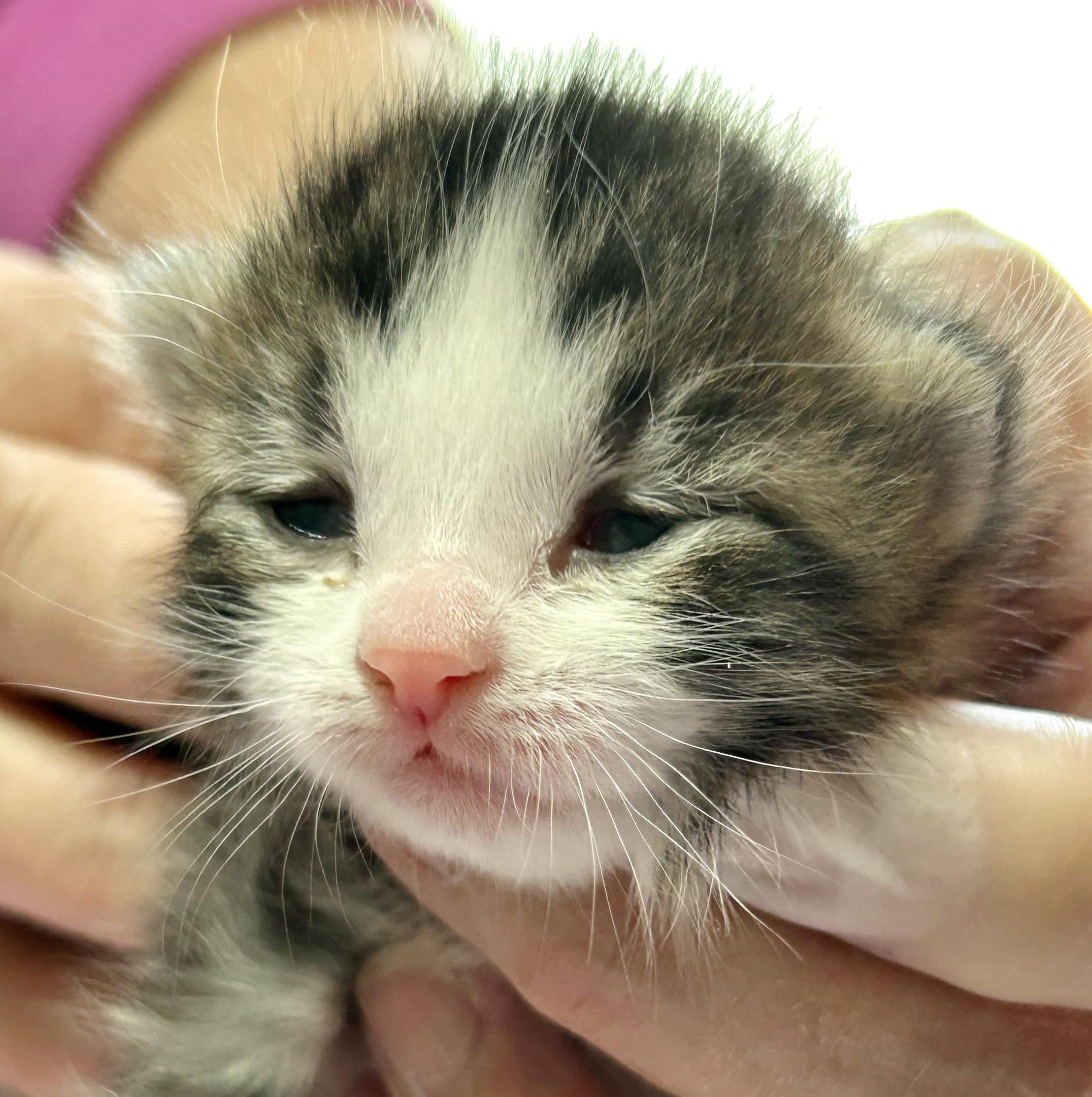 Bunny, adopted, Kitten Female Domestic Short Hair.