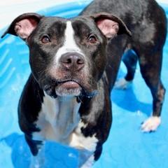 Guacamole, Adoptable, Adult Male Terrier & Mixed Breed.