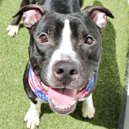 Enlarge Guacamole, a Adoptable mixed breed in Largo, FL image 2/2