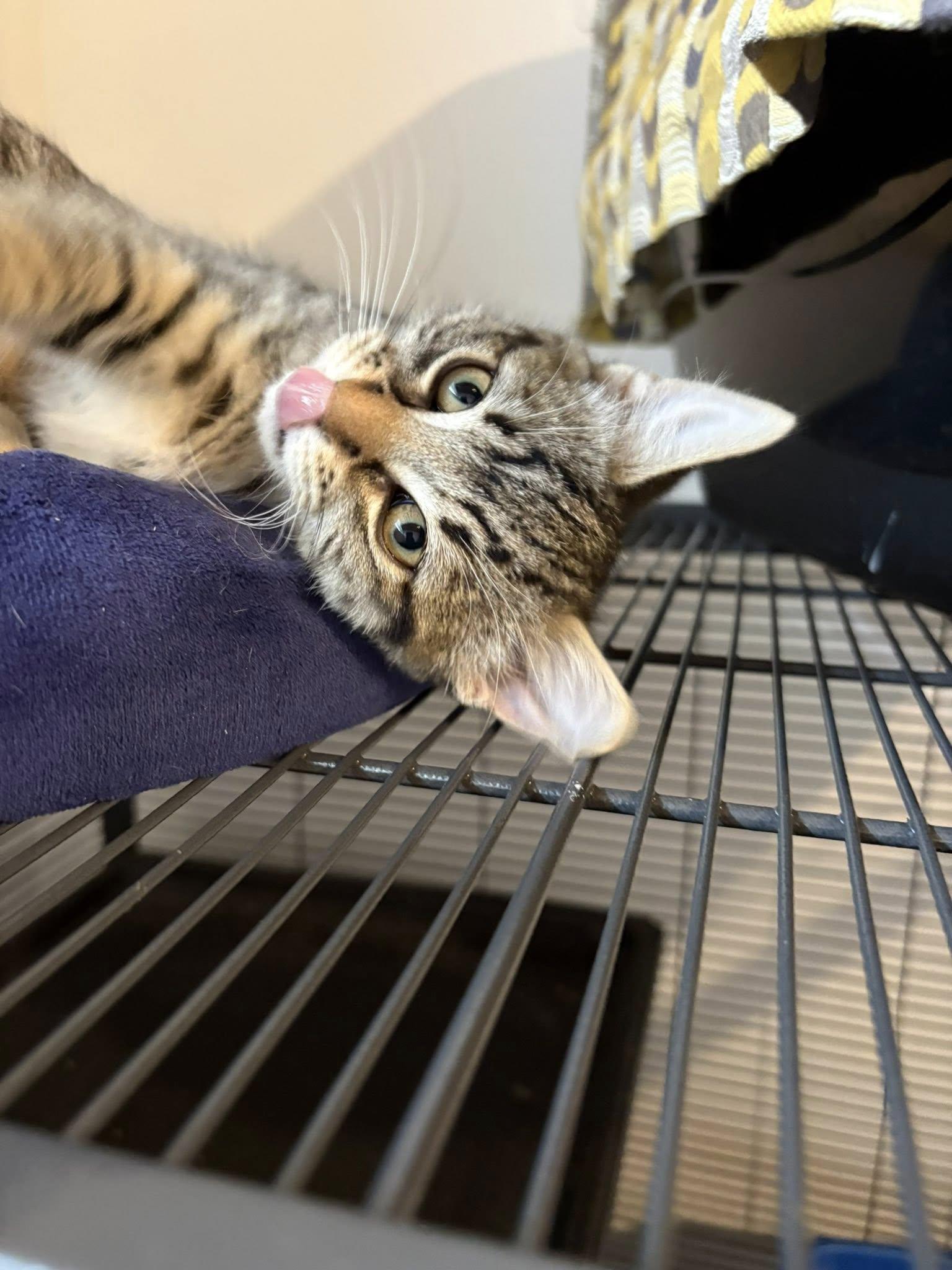 Gaia, Adoptable, Young Female Tabby.