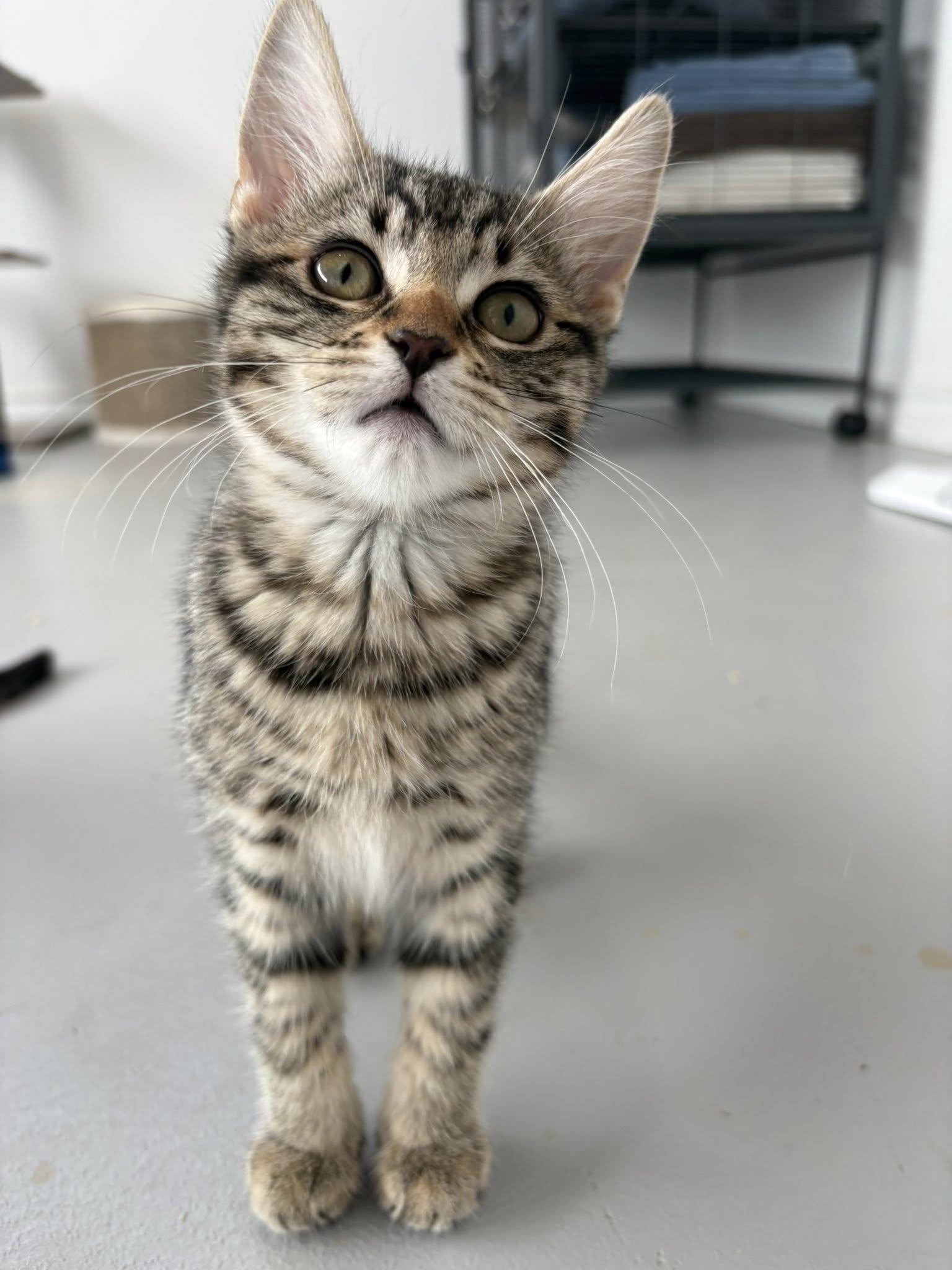Enlarge Gaia, a Adoptable Tabby in Orleans, ON image 2/3
