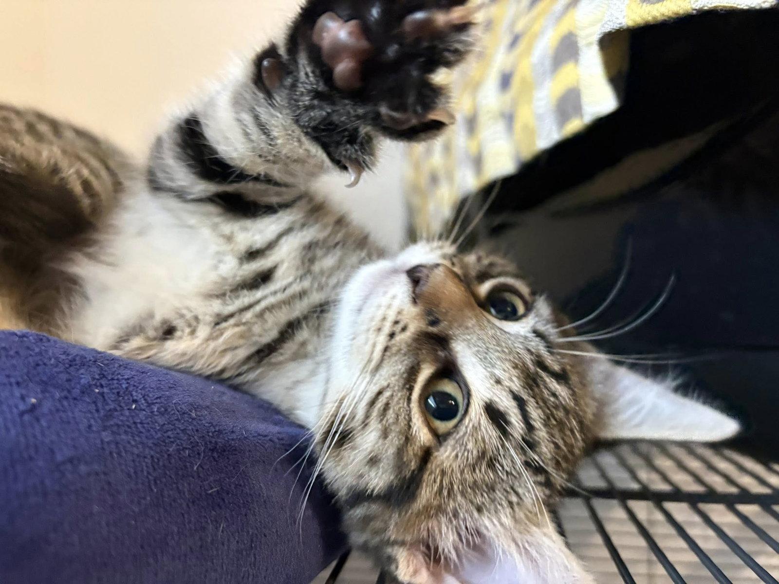 Enlarge Gaia, a Adoptable Tabby in Orleans, ON image 3/3