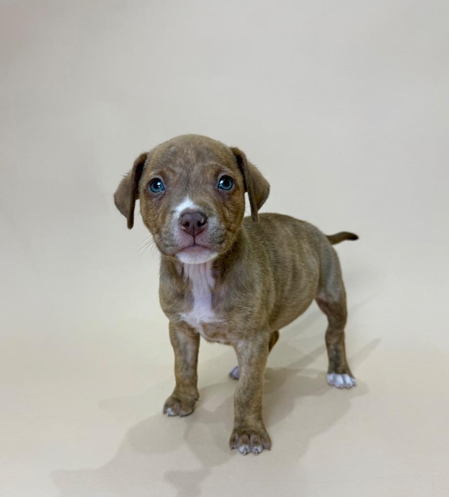 Enlarge Estes, a Adoptable mixed breed in Alvin, TX image 1/1