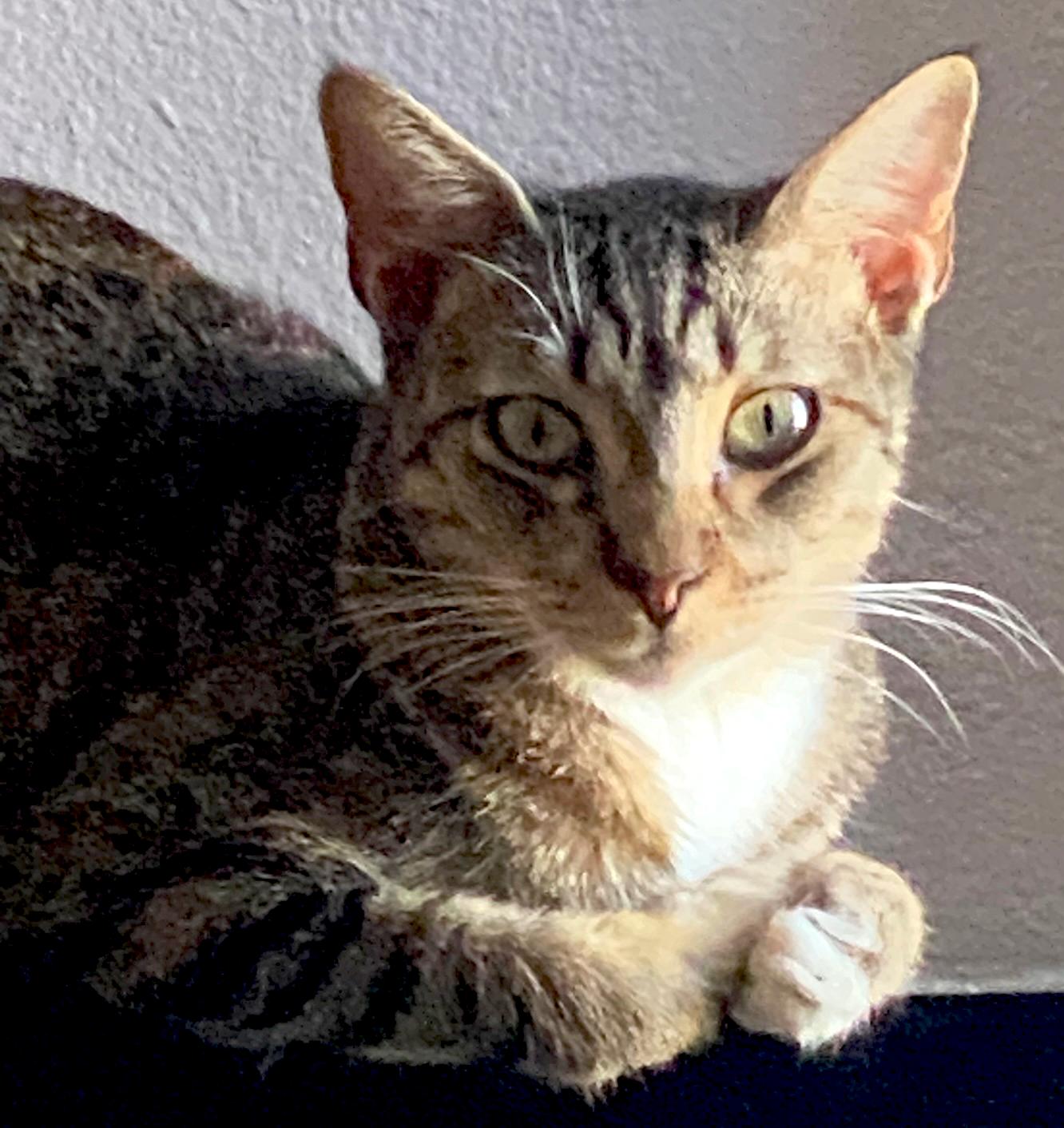 Enlarge Dax, a Adoptable Domestic Short Hair in Phoenix, AZ image 2/3