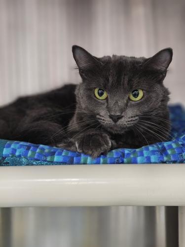 Margot, Adoptable, Adult Female Domestic Short Hair.