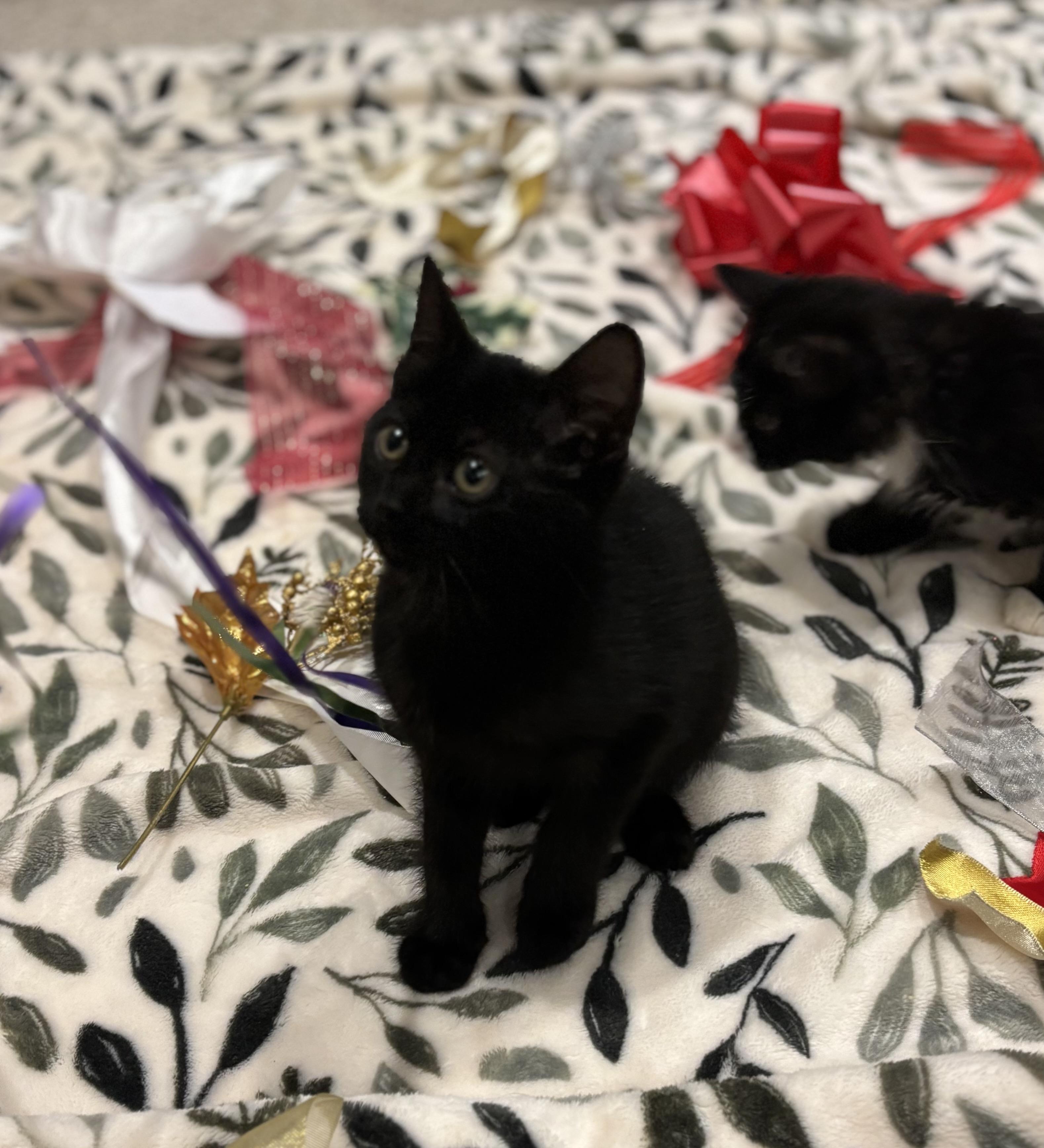 Champagne, Adoptable, Kitten Female Domestic Short Hair.