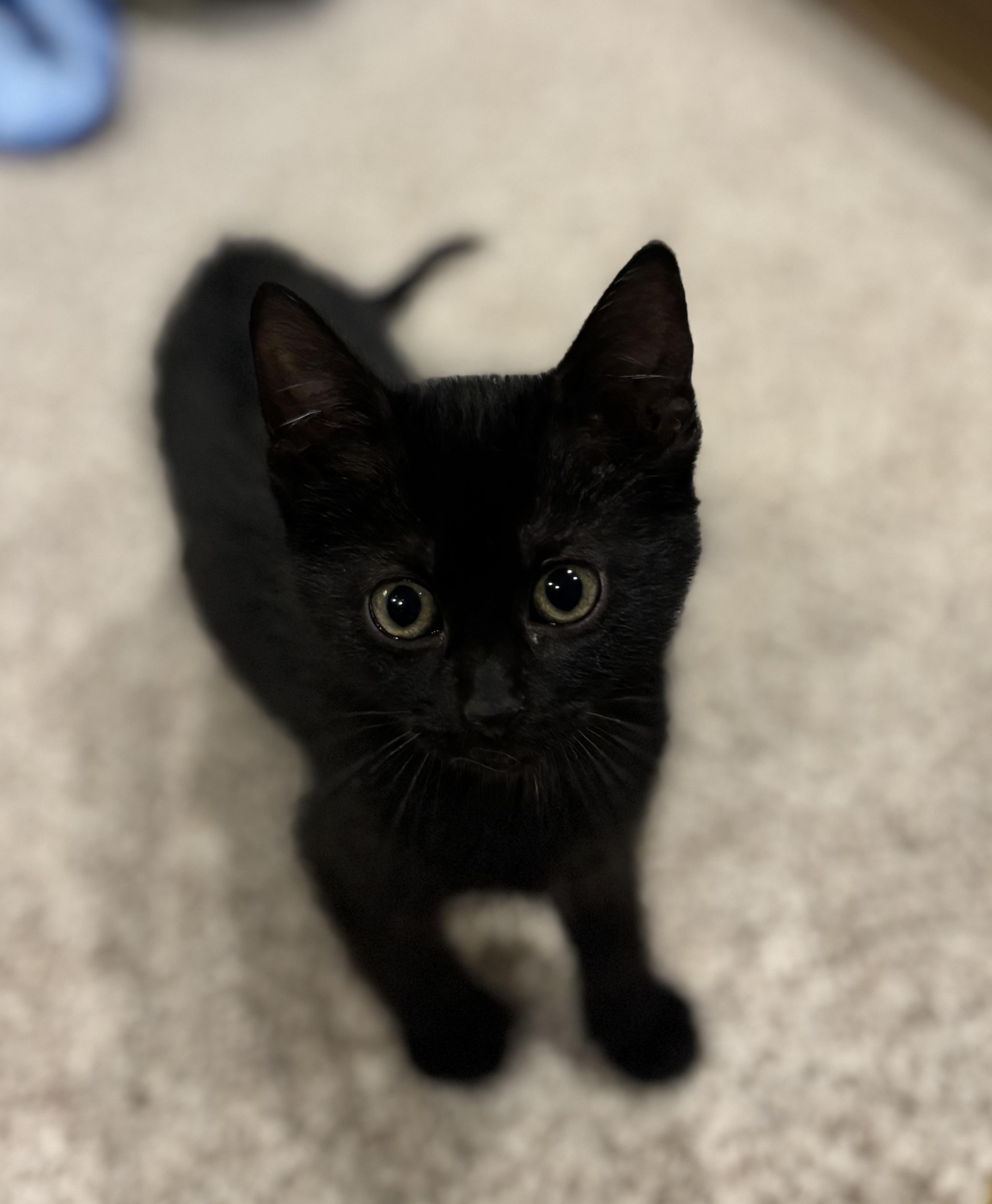 Champagne, a Adoptable Domestic Short Hair image 2/4