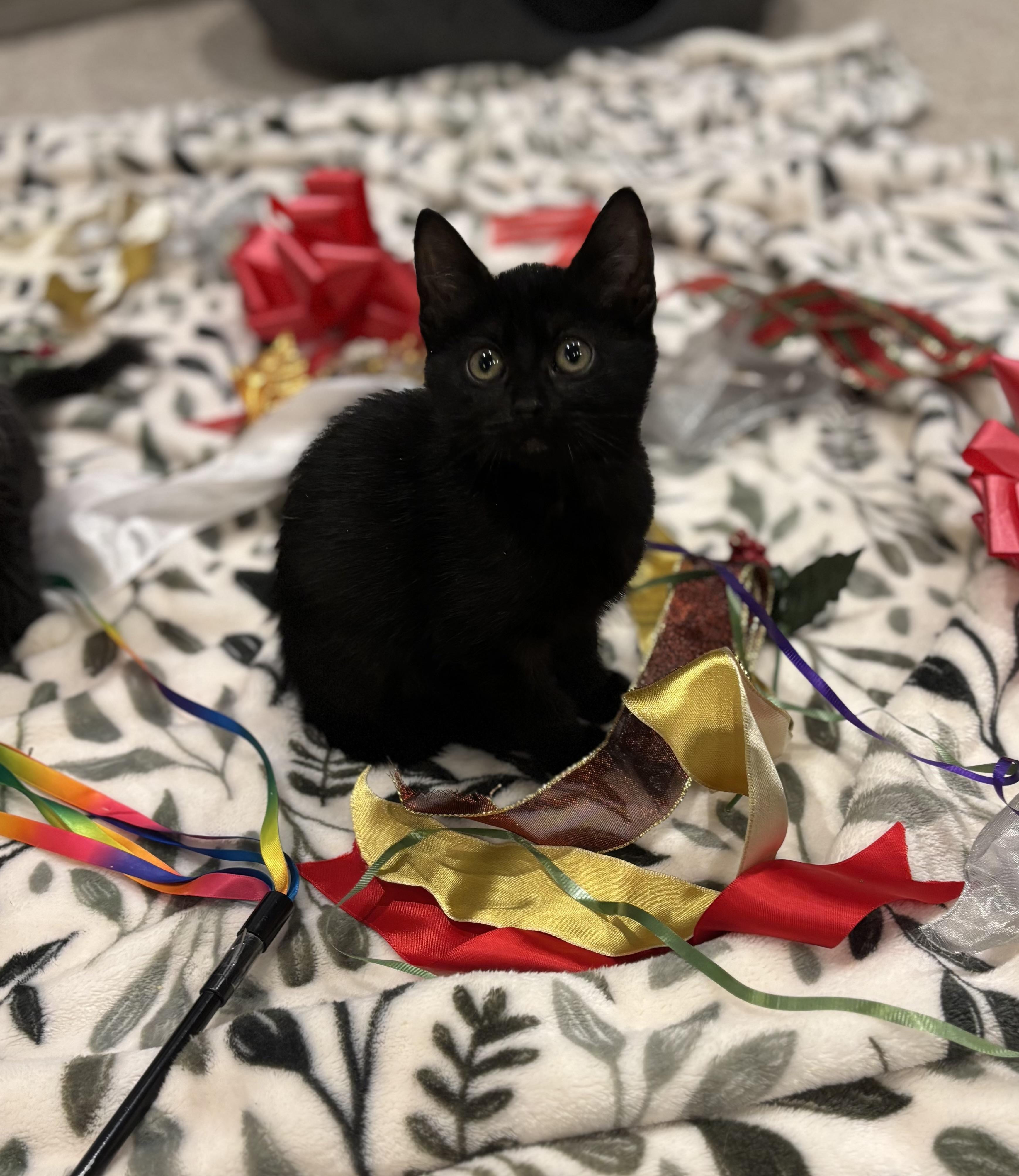 Champagne, a Adoptable Domestic Short Hair image 3/4