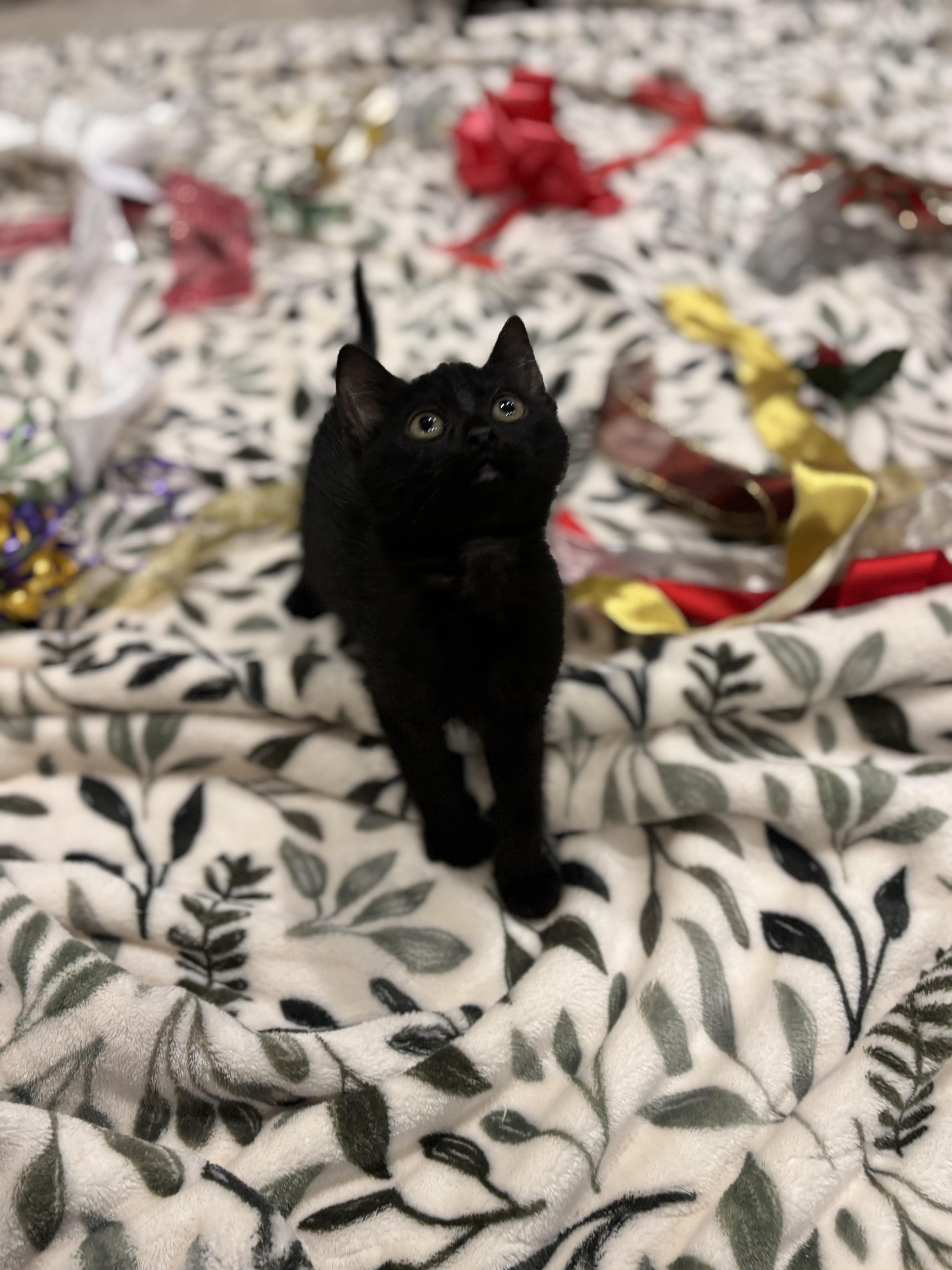 Champagne, a Adoptable Domestic Short Hair image 4/4