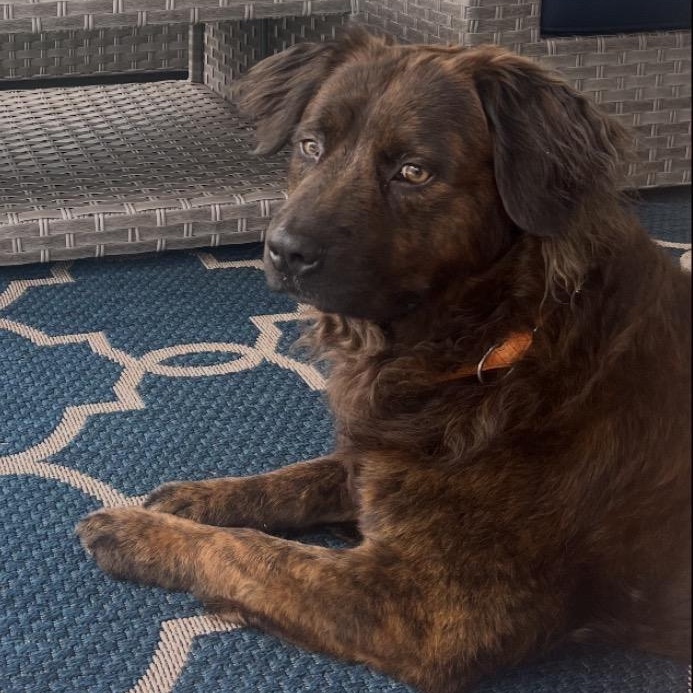 Enlarge Luca, a ADOPTABLE mixed breed in Calabash, NC image 4/5