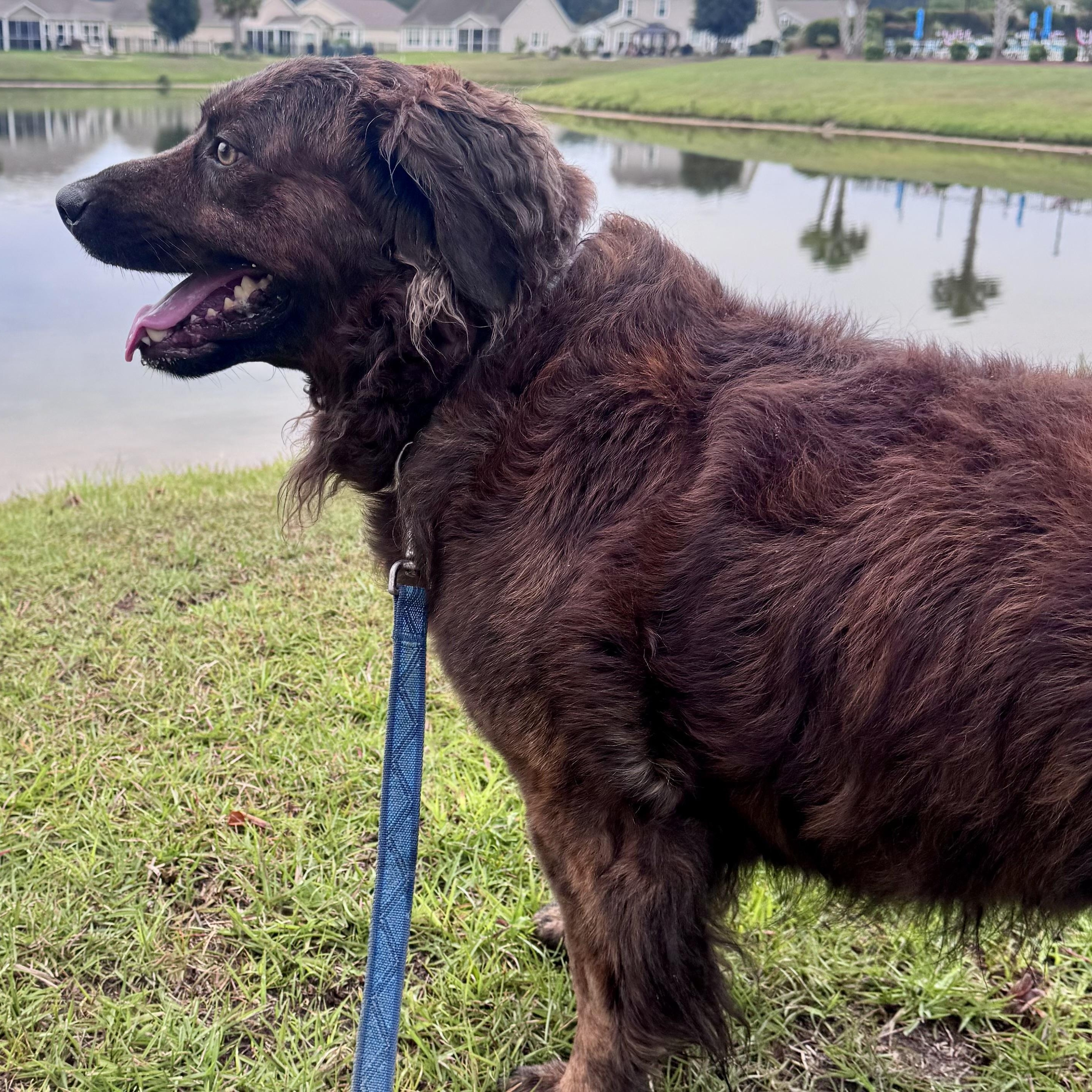 Enlarge Luca, a ADOPTABLE mixed breed in Calabash, NC image 2/5