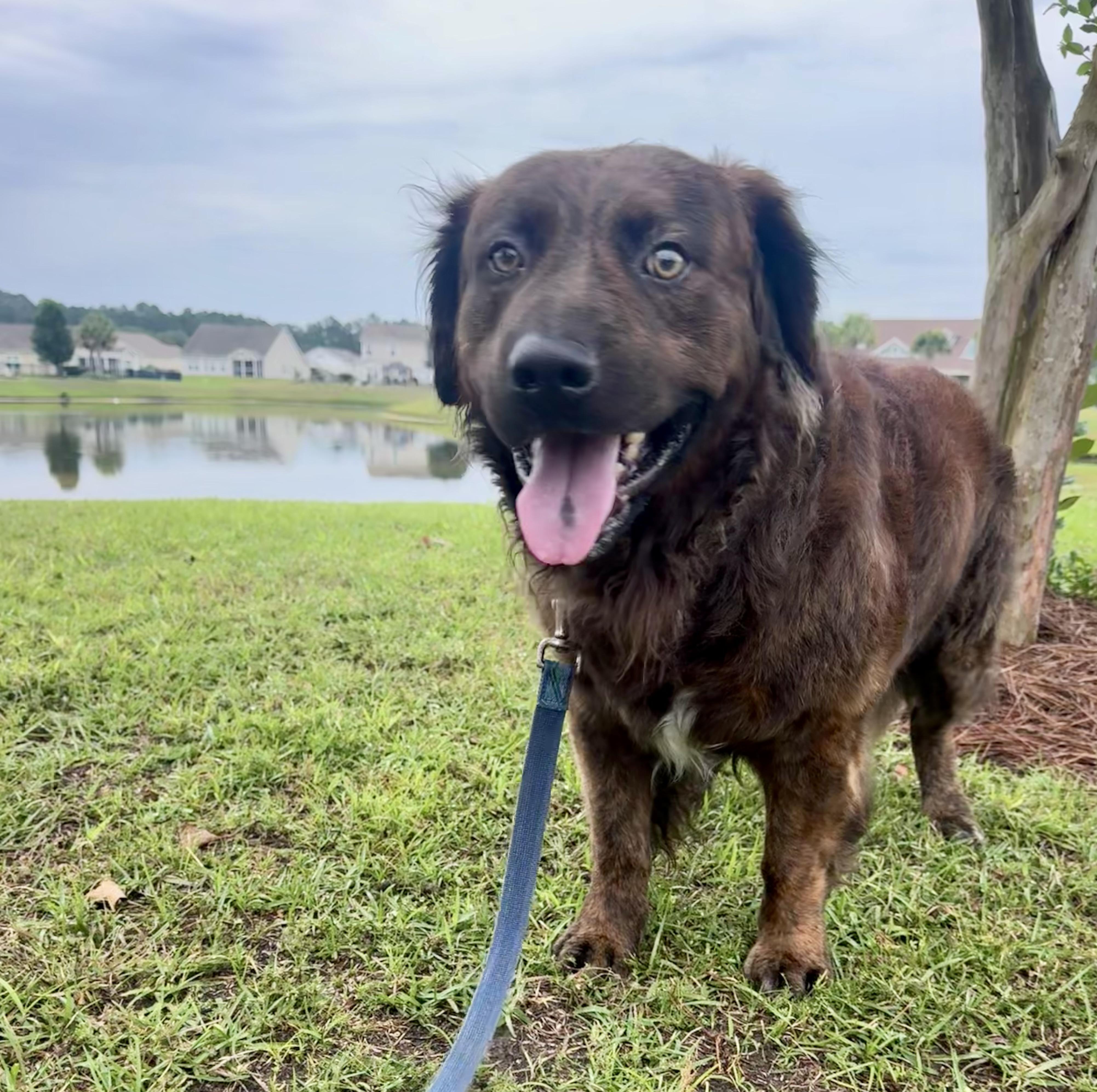 Luca, ADOPTABLE, Adult Male Flat-Coated Retriever.
