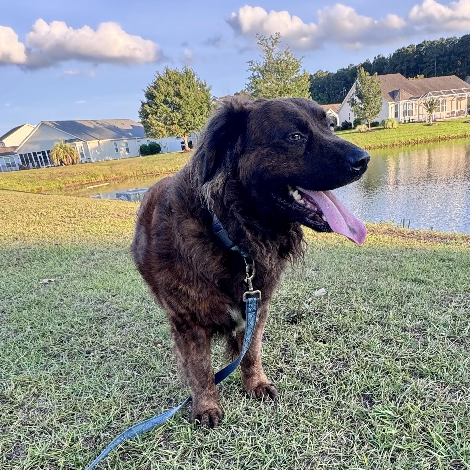 Enlarge Luca, a ADOPTABLE mixed breed in Calabash, NC image 3/5