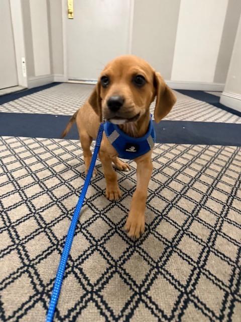 Enlarge Gordon, a Adoptable mixed breed in Manhattan, NY image 1/4