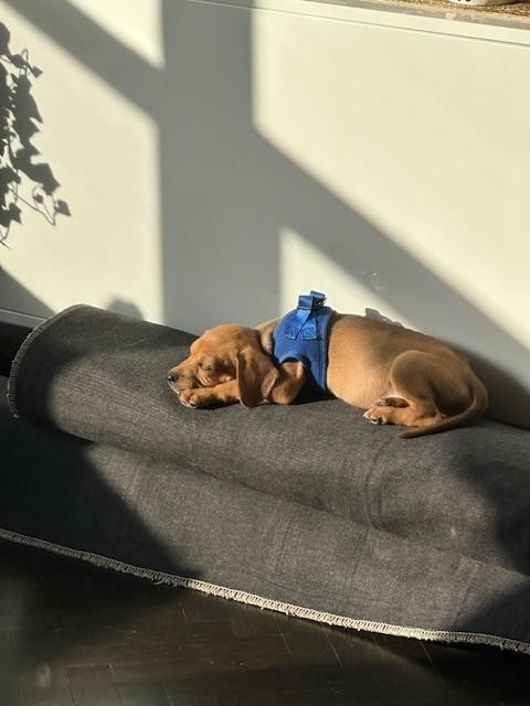 Enlarge Gordon, a Adoptable mixed breed in Manhattan, NY image 3/4