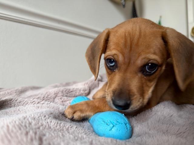Enlarge Gordon, a Adoptable mixed breed in Manhattan, NY image 4/4