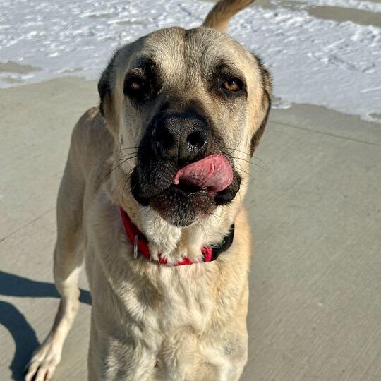 Kecil, Adoptable, Adult Male Mixed Breed.