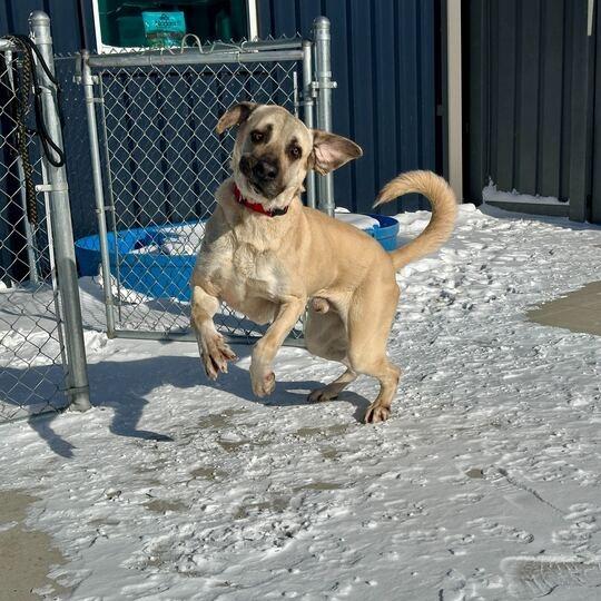 Enlarge Kecil, a Adoptable Mixed Breed in Matteson, IL image 2/6