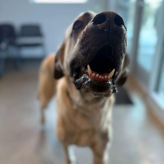 Enlarge Kecil, a Adoptable Mixed Breed in Matteson, IL image 3/6