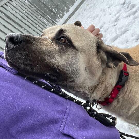 Enlarge Kecil, a Adoptable Mixed Breed in Matteson, IL image 4/6