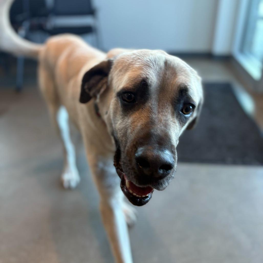 Enlarge Kecil, a Adoptable Mixed Breed in Matteson, IL image 5/6