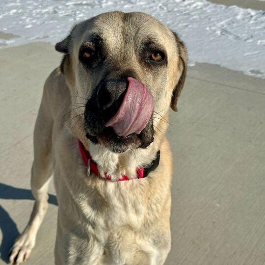 Enlarge Kecil, a Adoptable Mixed Breed in Matteson, IL image 6/6