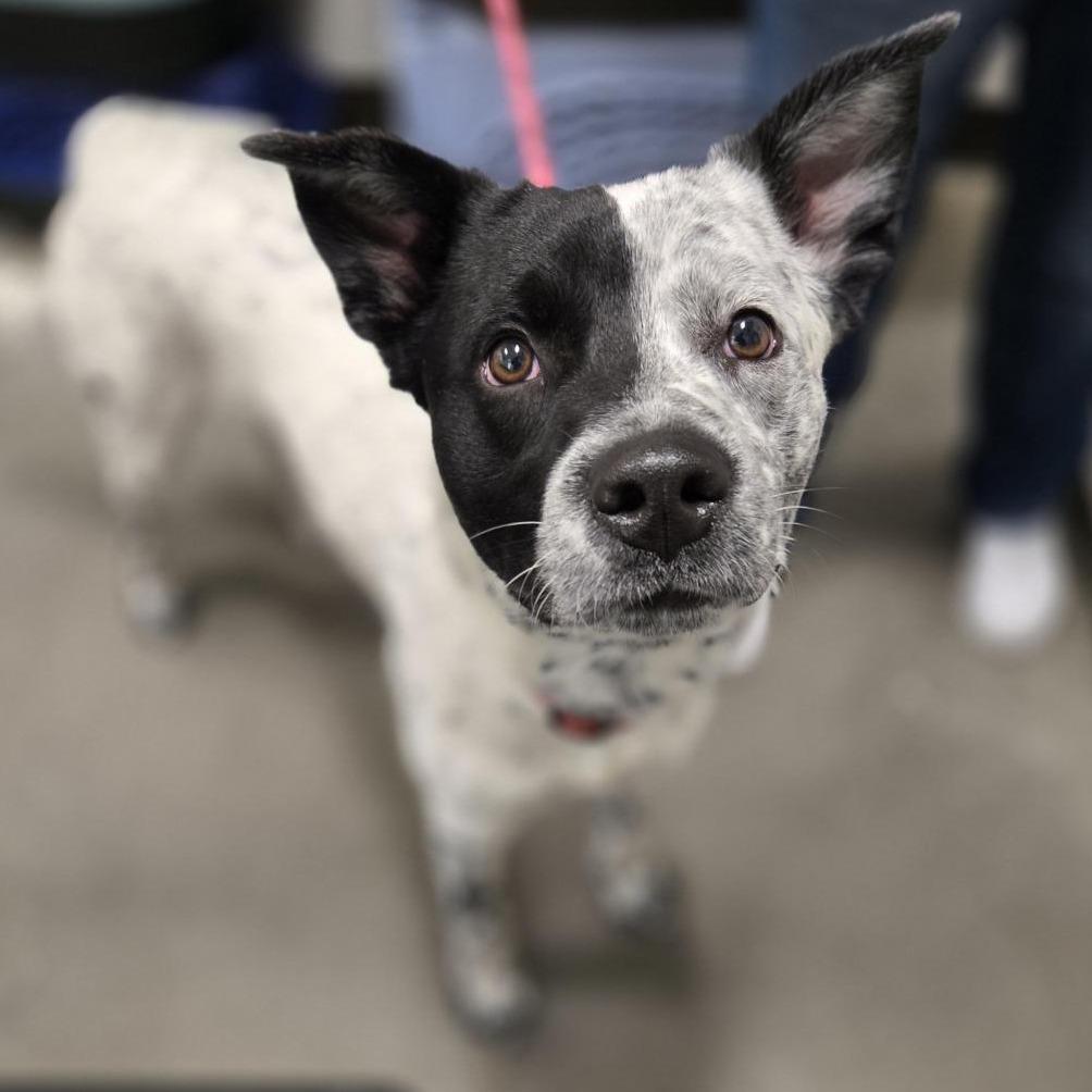 Enlarge Carlton, a Adoptable Mixed Breed in Washington Township, OH image 1/1