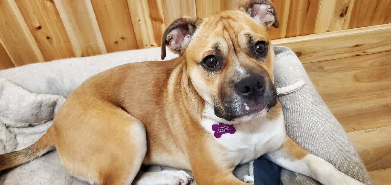 Louie, Adopted, Young Male Boxer & American Bulldog.