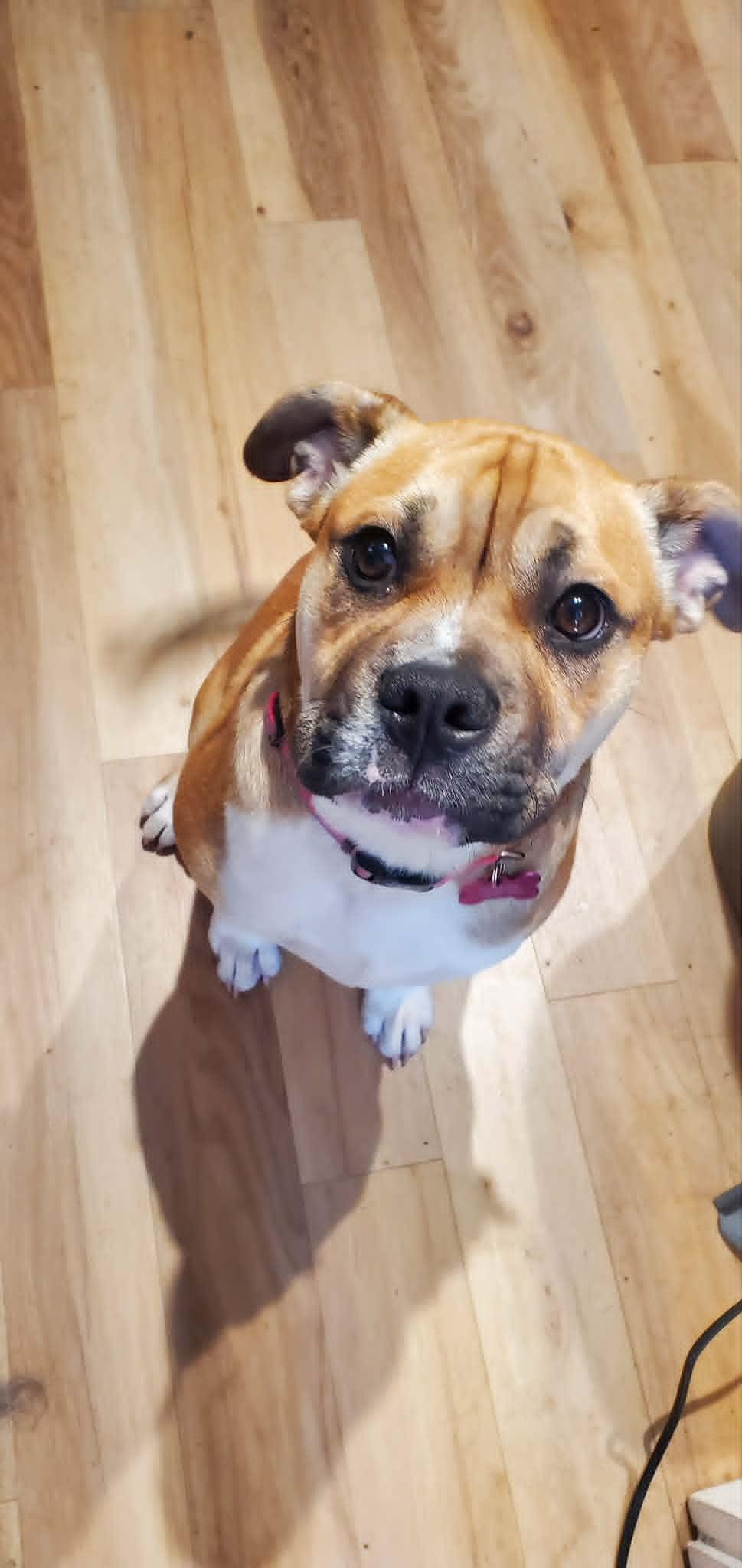 Louie, a Adopted mixed breed in Crystal, MN image 2/3