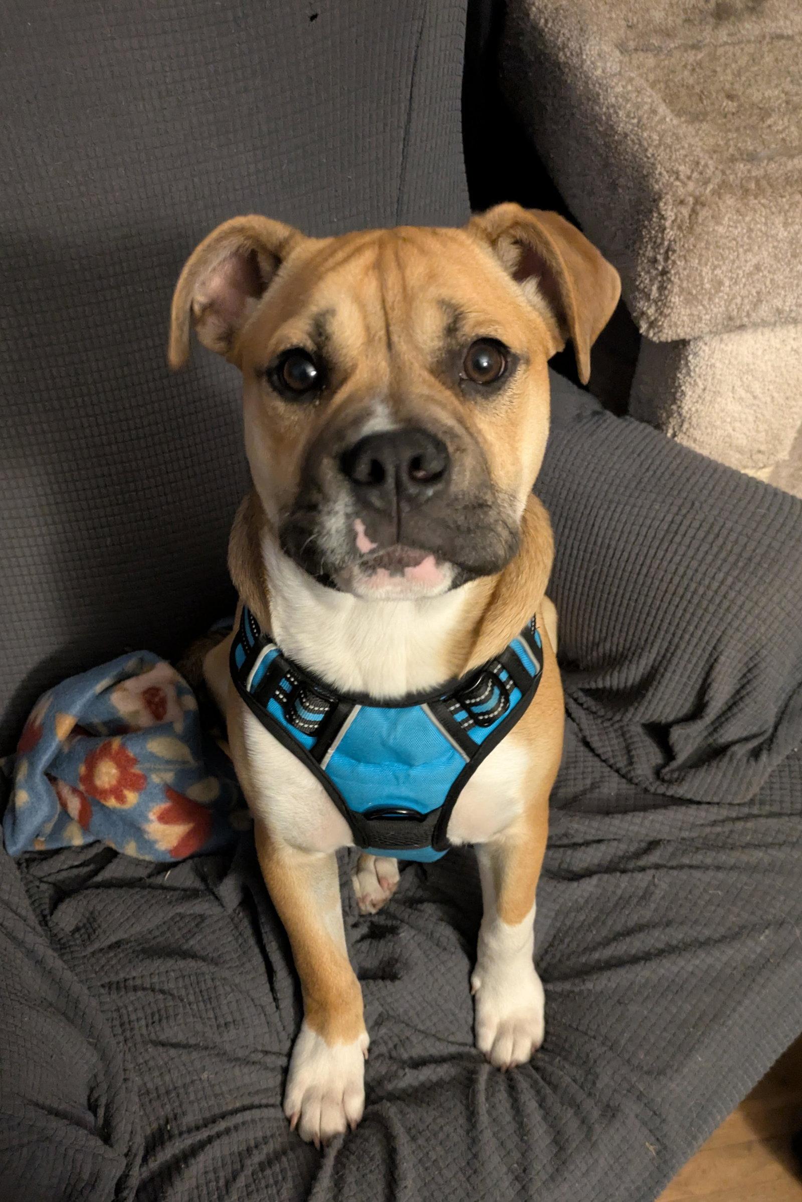 Louie, a Adopted mixed breed in Crystal, MN image 3/3