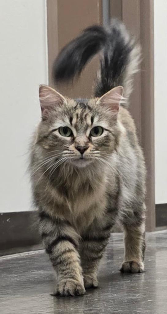 Enlarge Princess Doughnut, a Adoptable mixed breed in Little Rock, AR image 3/5