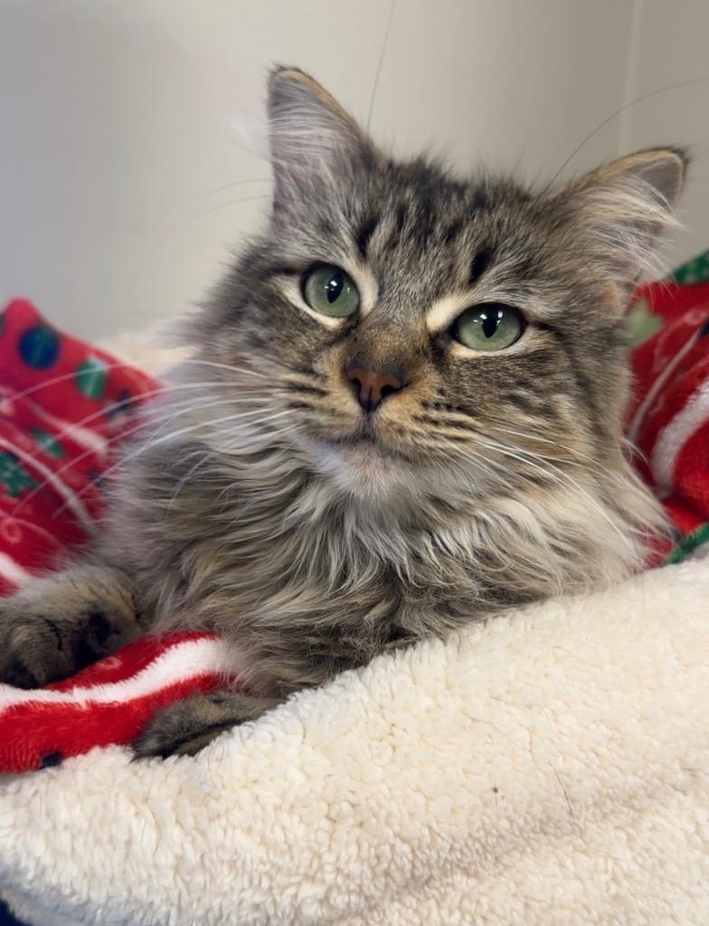 Enlarge Princess Doughnut, a Adoptable mixed breed in Little Rock, AR image 5/5