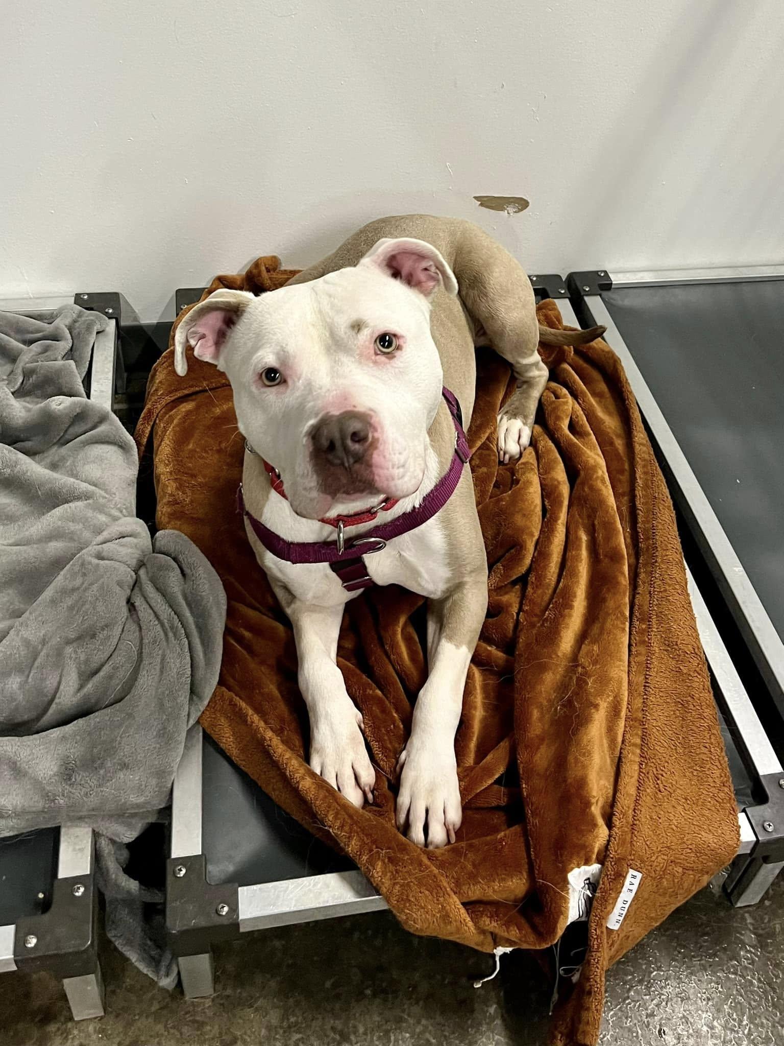 Enlarge Brickley, a Adoptable mixed breed in Cleveland, OH image 6/6