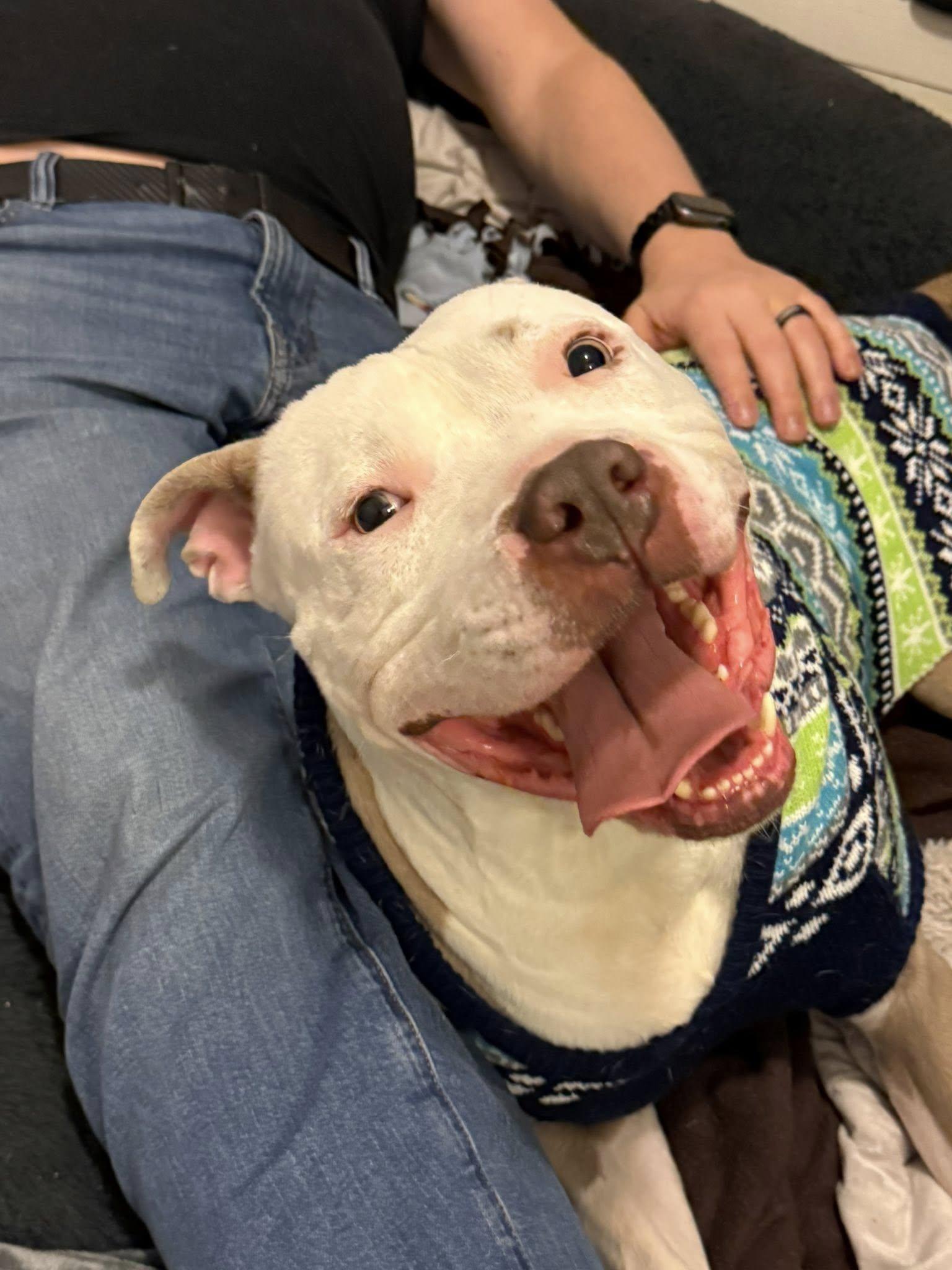 Enlarge Brickley, a Adoptable mixed breed in Cleveland, OH image 4/6