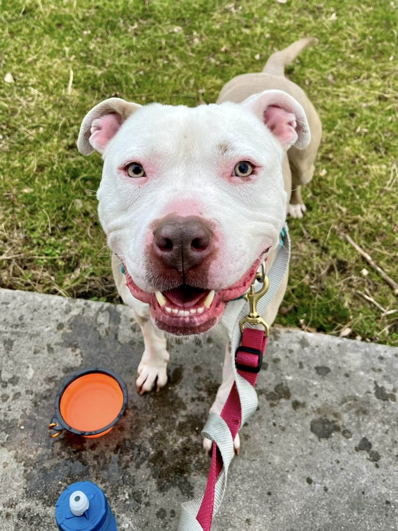 Enlarge Brickley, a Adoptable mixed breed in Cleveland, OH image 3/6