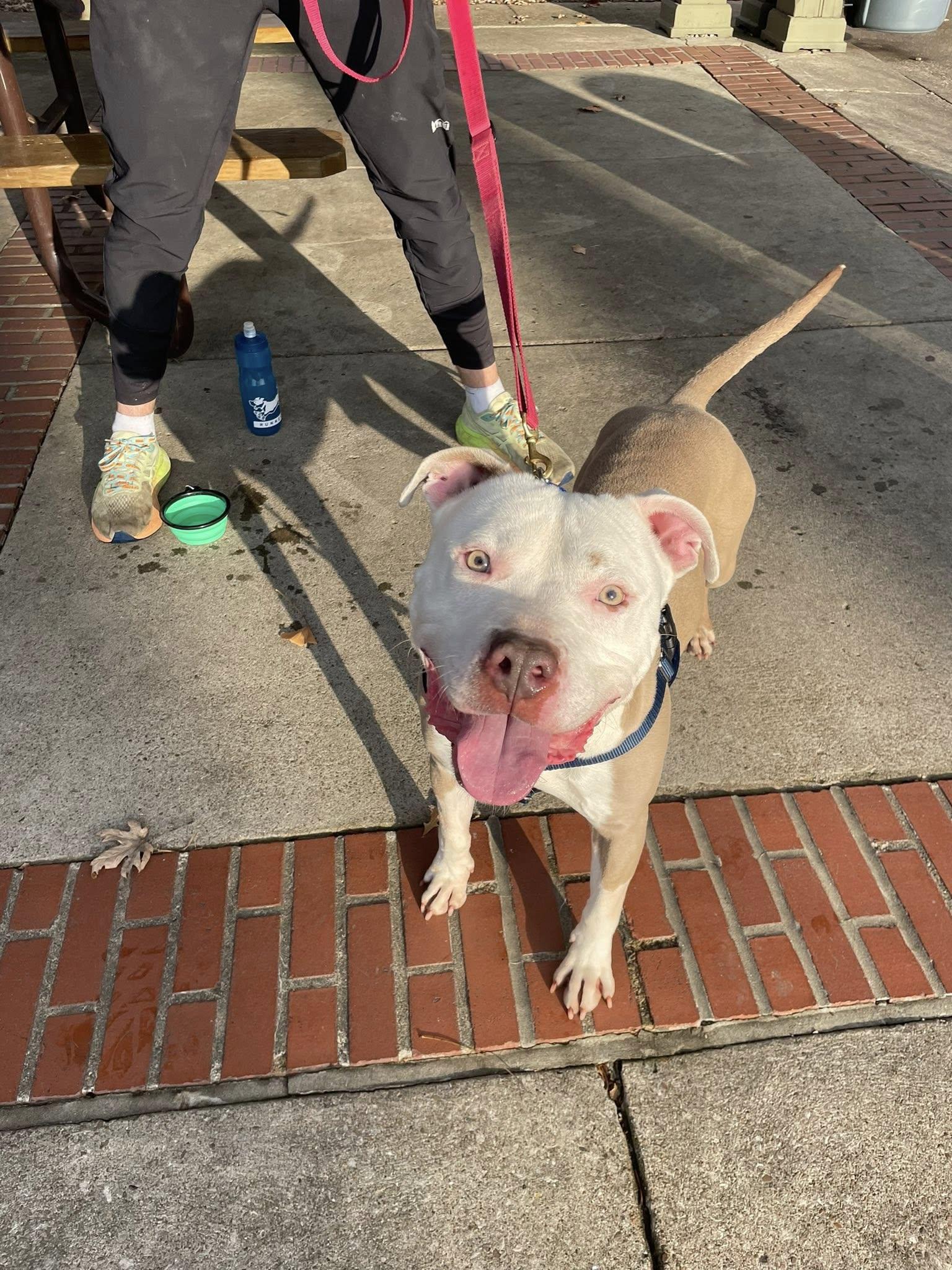 Enlarge Brickley, a Adoptable mixed breed in Cleveland, OH image 2/6