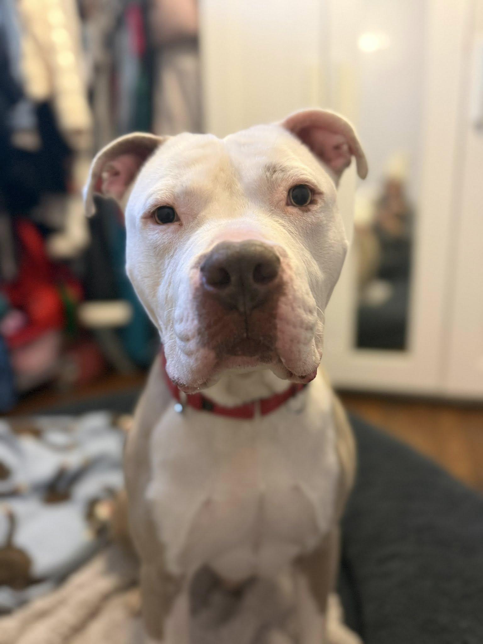 Enlarge Brickley, a Adoptable mixed breed in Cleveland, OH image 5/6