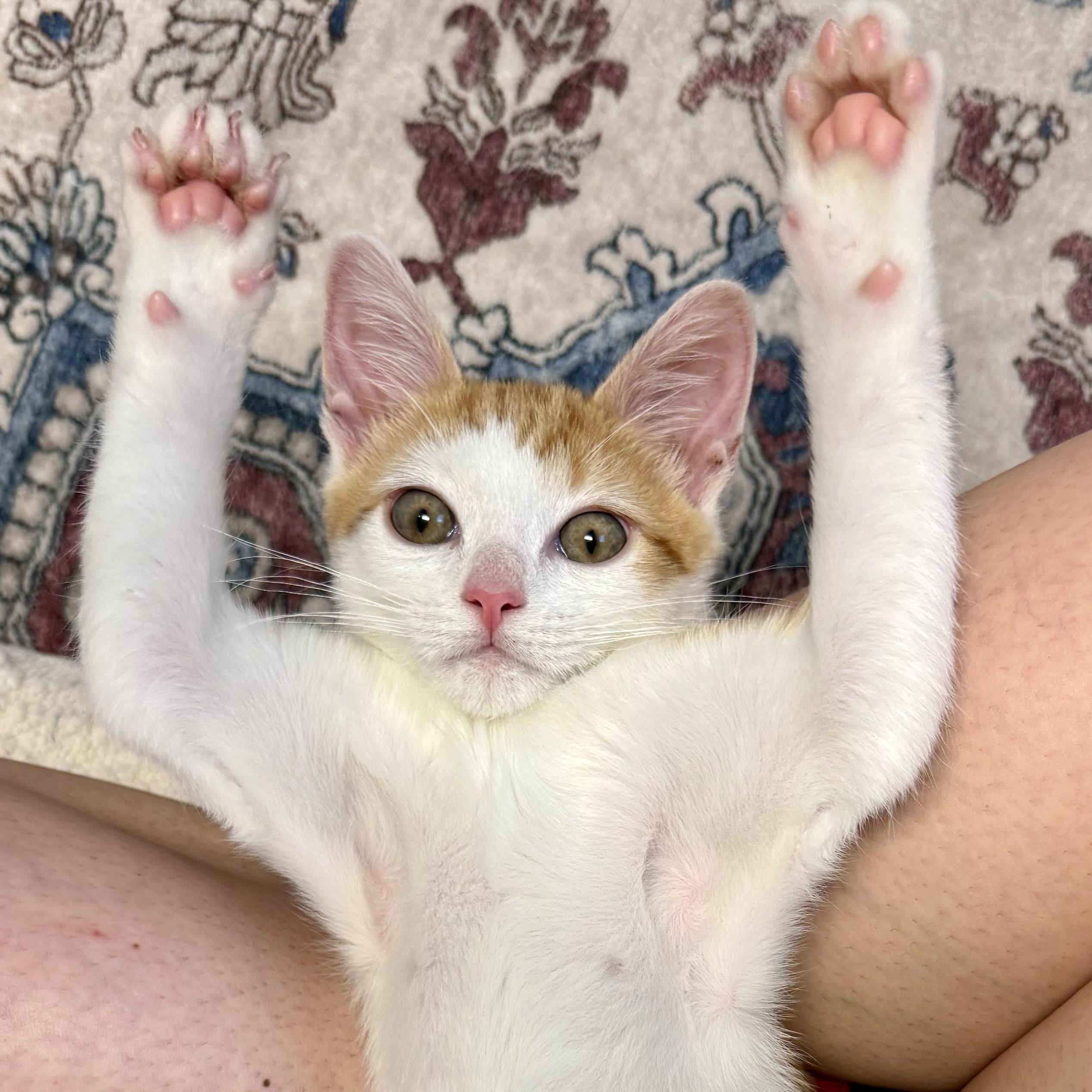 Trent, an adopted mixed breed in Turnersville, NJ image 1/5