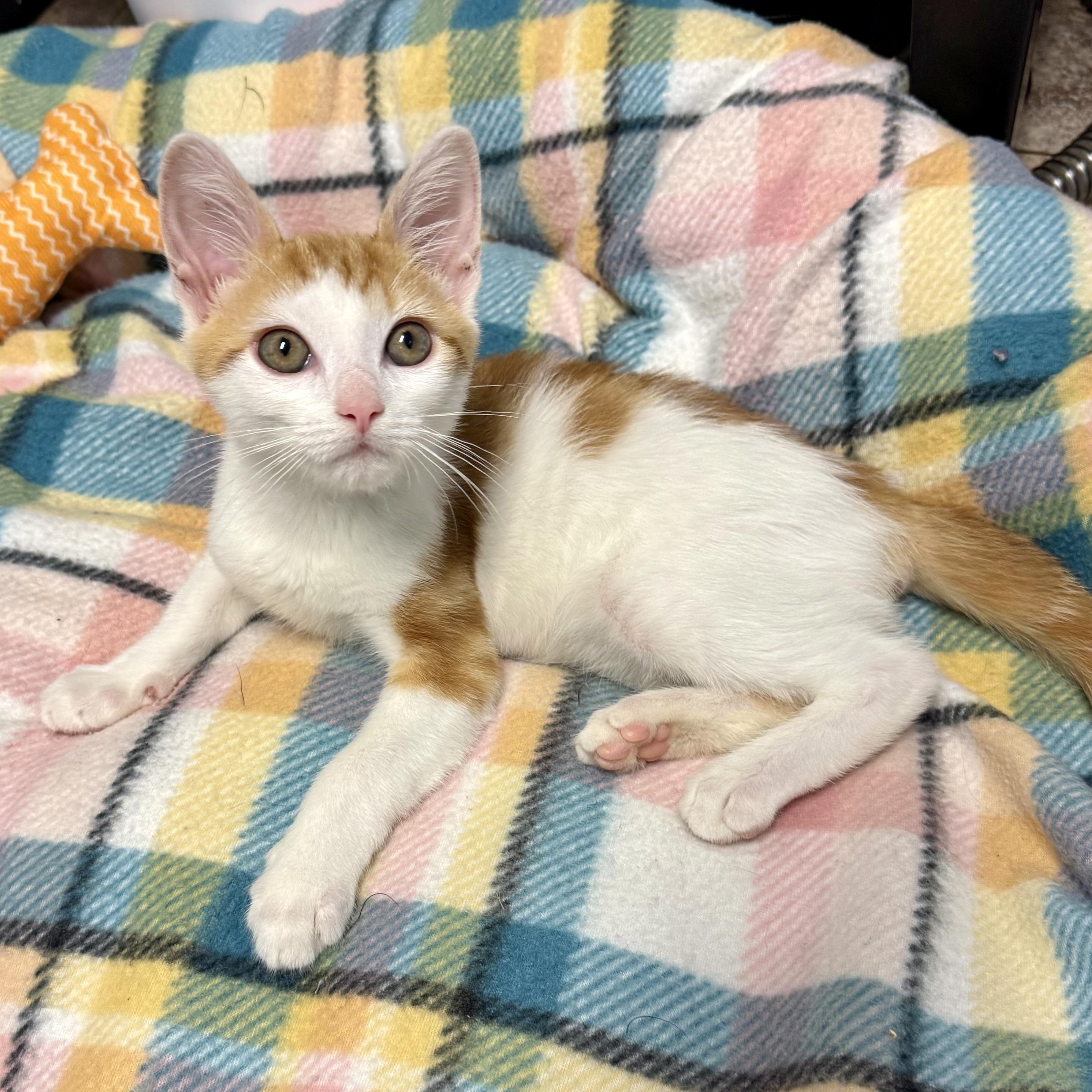 Trent, an adopted mixed breed in Turnersville, NJ image 2/5